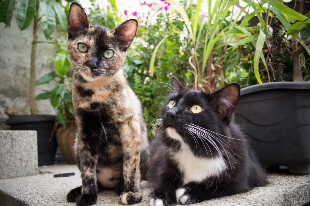 mammal, animal, cat, pet, cute, fur, nature, kitten, portrait, gatos